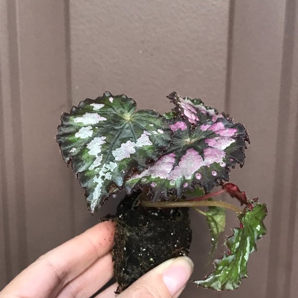 Begonia Plum Paisley